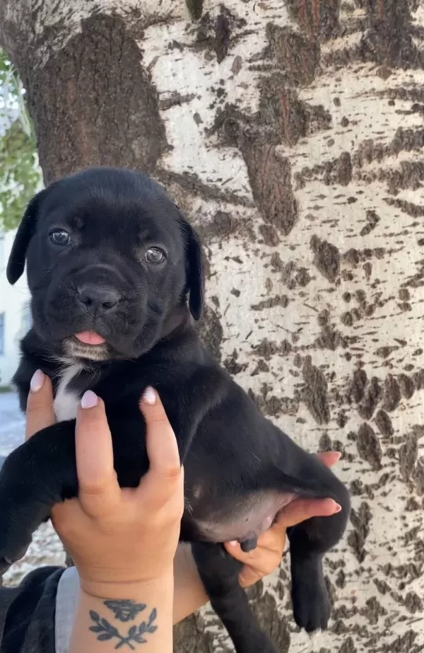 A Kalite Cane Corso Bebekler
