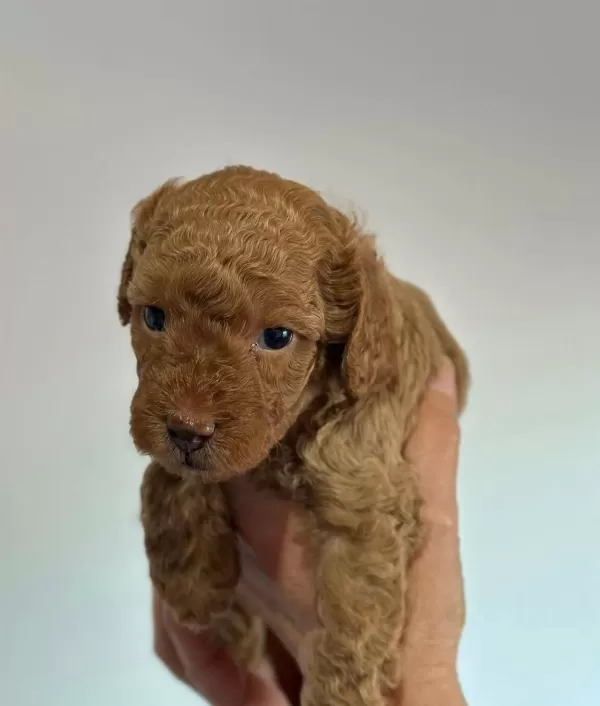 Safkan Irk Garantili Poodle Yavrularımız