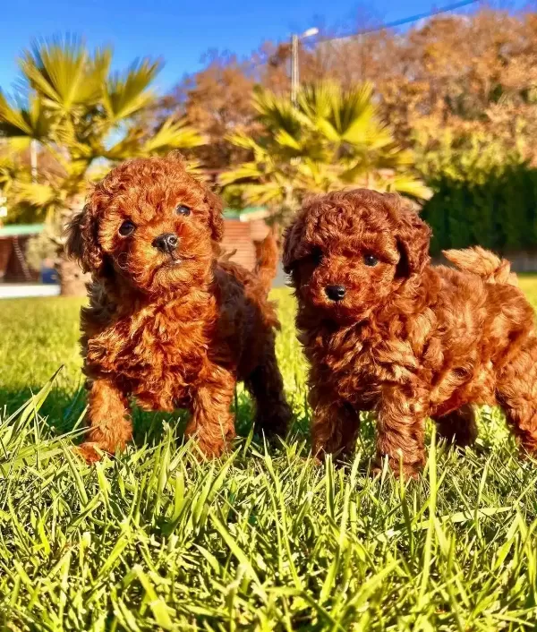 Essiz Bir Deneyim Icin Ruhsatlı Cifliginden Poodle
