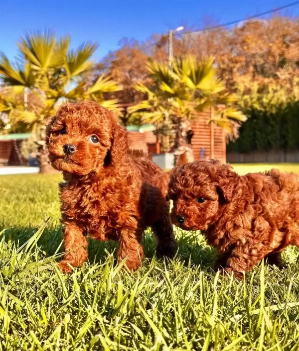 Essiz Bir Deneyim Icin Ruhsatlı Cifliginden Poodle