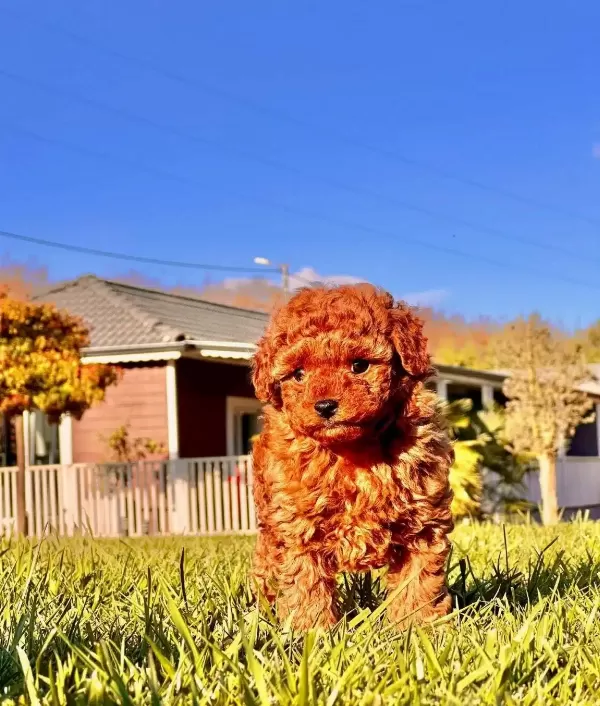 Essiz Bir Deneyim Icin Ruhsatlı Cifliginden Poodle