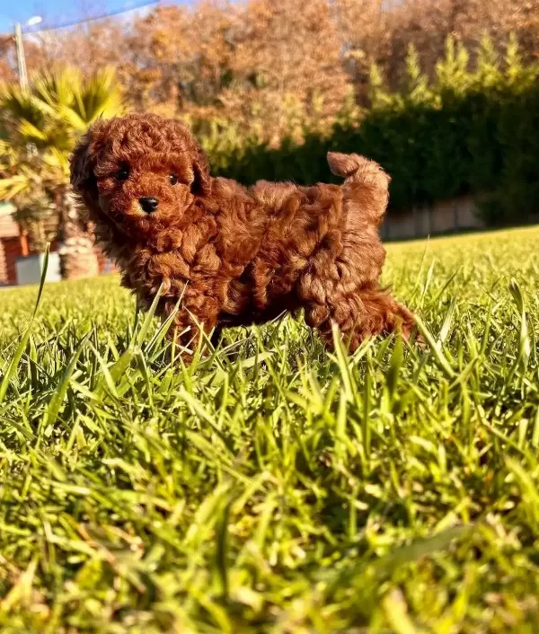 Essiz Bir Deneyim Icin Ruhsatlı Cifliginden Poodle