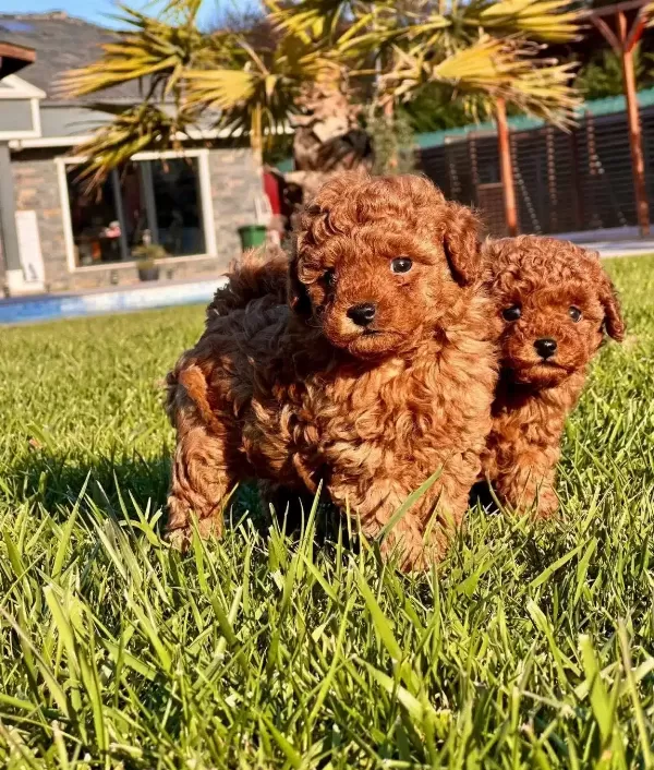 Essiz Bir Deneyim Icin Ruhsatlı Cifliginden Poodle