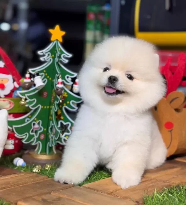 Inci Renk Pomeranian Boo