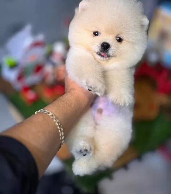 Inci Renk Pomeranian Boo