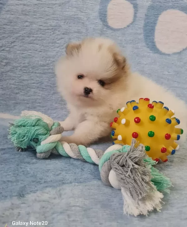 Pomerian Boo Bebekler Sun Kennels Uretim Ciftligi