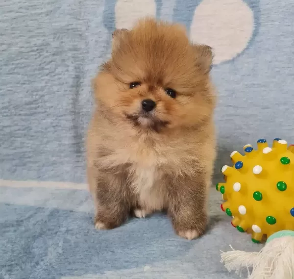 Pomerian Boo Bebekler Sun Kennels Uretim Ciftligi