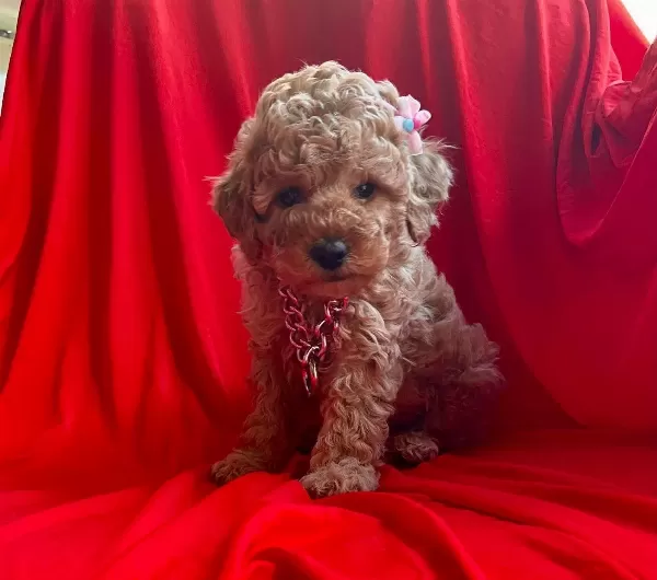 Oyuncu Toy Poodle Yavrularımız