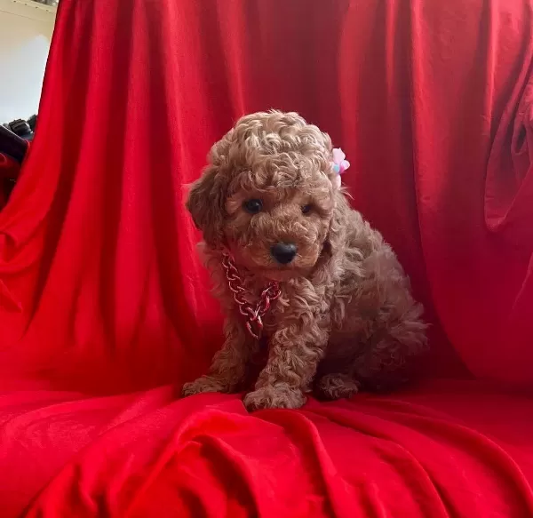 Oyuncu Toy Poodle Yavrularımız
