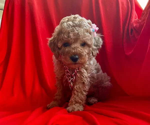 Oyuncu Toy Poodle Yavrularımız