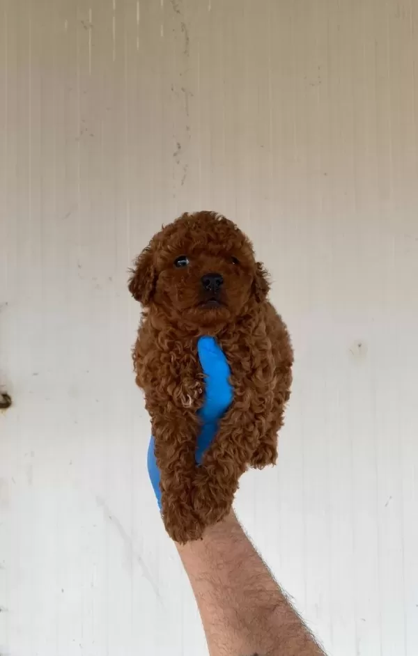 Red Brown Toy Poodle Yavrular