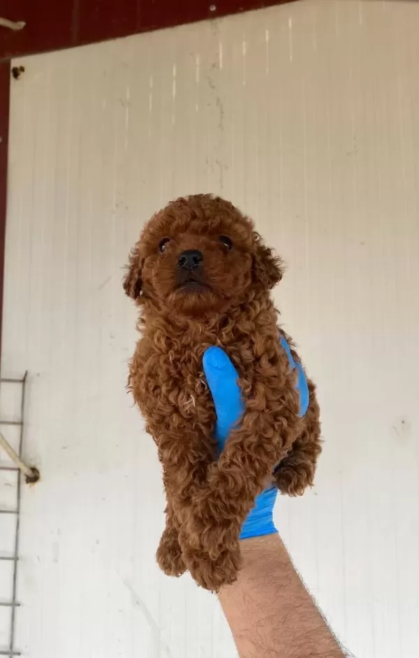 Red Brown Toy Poodle Yavrular