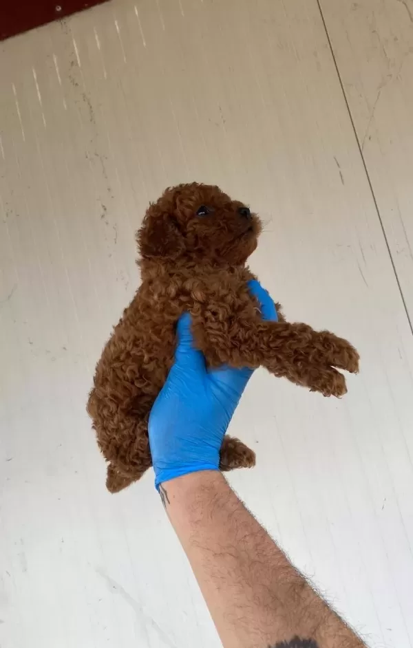 Red Brown Toy Poodle Yavrular