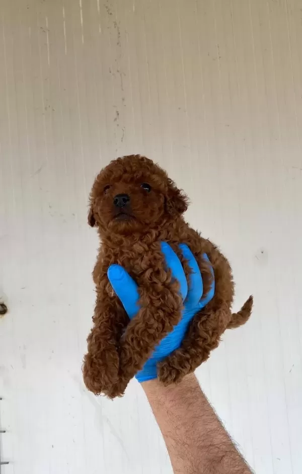 Red Brown Toy Poodle Yavrular