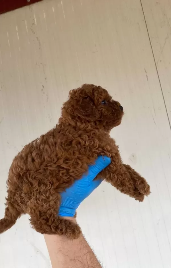 Red Brown Toy Poodle Yavrular