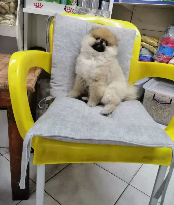 Ayı Surat Minyatür Yavrumuz