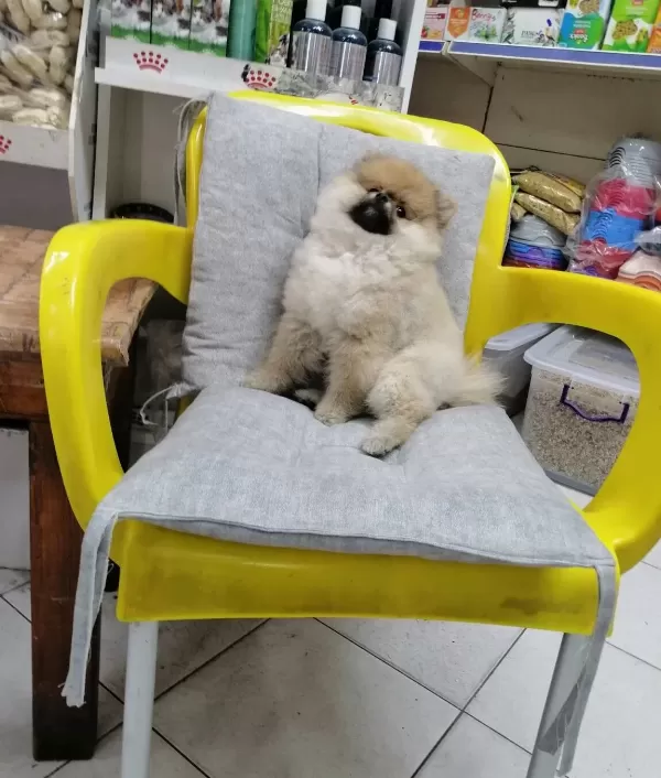 Ayı Surat Minyatür Yavrumuz