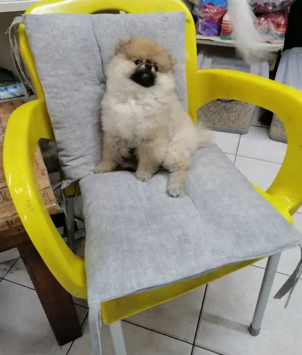 Ayı Surat Minyatür Yavrumuz