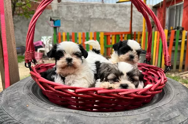 Shih Tzu Yavrularımız