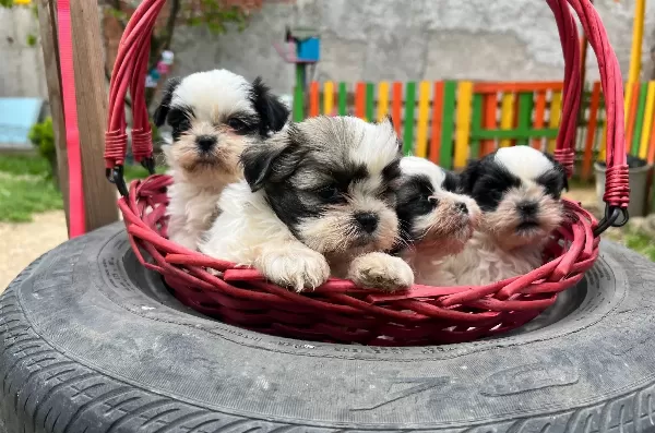 Shih Tzu Yavrularımız
