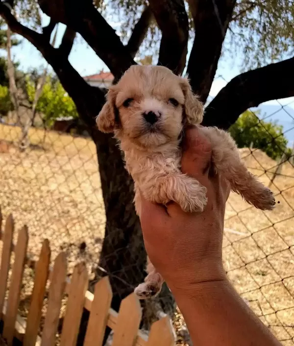 Numara A Kalite Maltipoo Bebekler