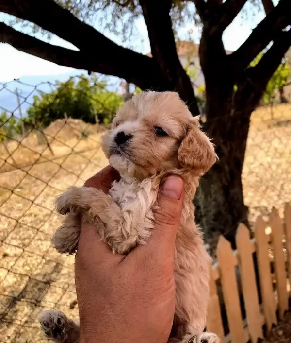 Numara A Kalite Maltipoo Bebekler