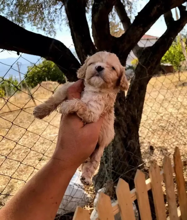Numara A Kalite Maltipoo Bebekler
