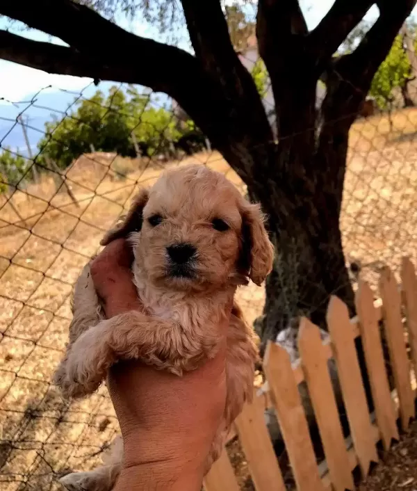 Numara A Kalite Maltipoo Bebekler
