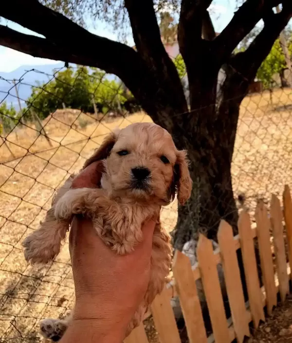 Numara A Kalite Maltipoo Bebekler