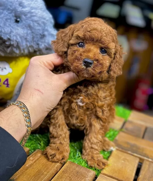 Safkan Toy Poodle Yavrular