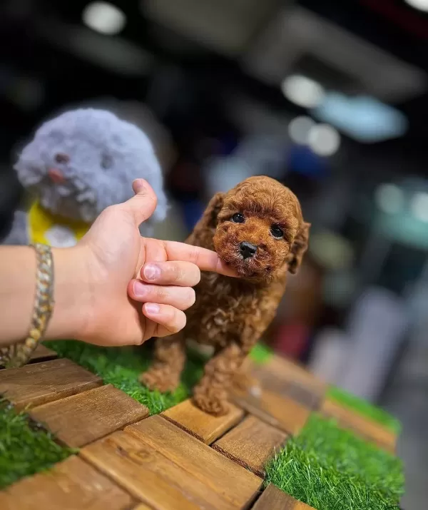 Safkan Toy Poodle Yavrular