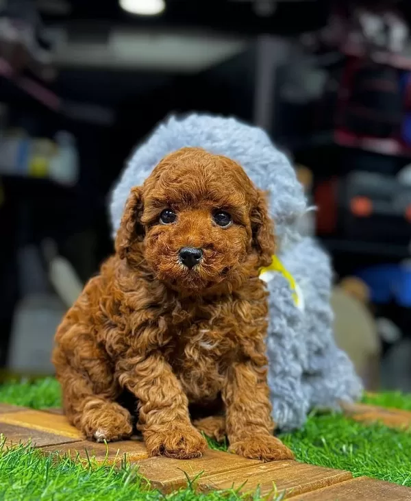 Safkan Toy Poodle Yavrular