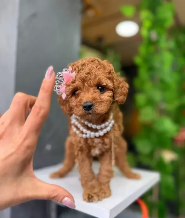 Sevimli Toy Poodle Yavrular