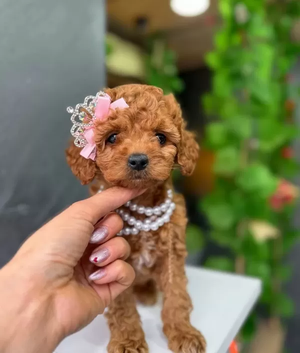 Sevimli Toy Poodle Yavrular