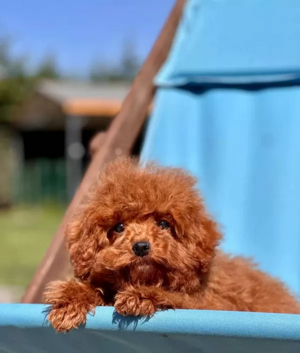 Orjinal Teacup Red Brown Poodle Yavruları