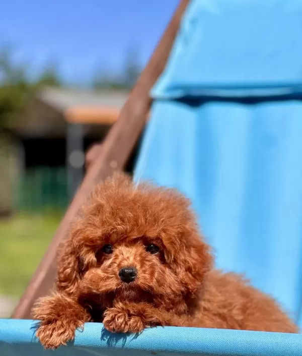 Orjinal Teacup Red Brown Poodle Yavruları