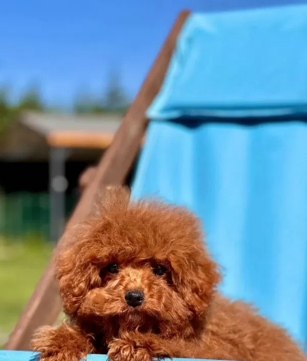 Orjinal Teacup Red Brown Poodle Yavruları