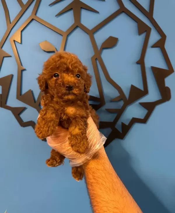 Kore Red Browne Toy Poodle Yavruları