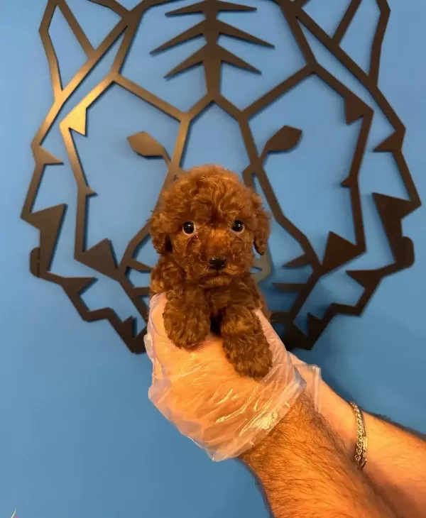 Kore Red Browne Toy Poodle Yavruları