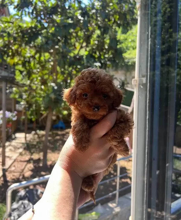 Safkan Toy Poodle Yavrular
