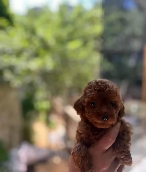 Safkan Toy Poodle Yavrular