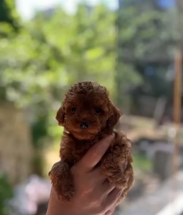 Safkan Toy Poodle Yavrular