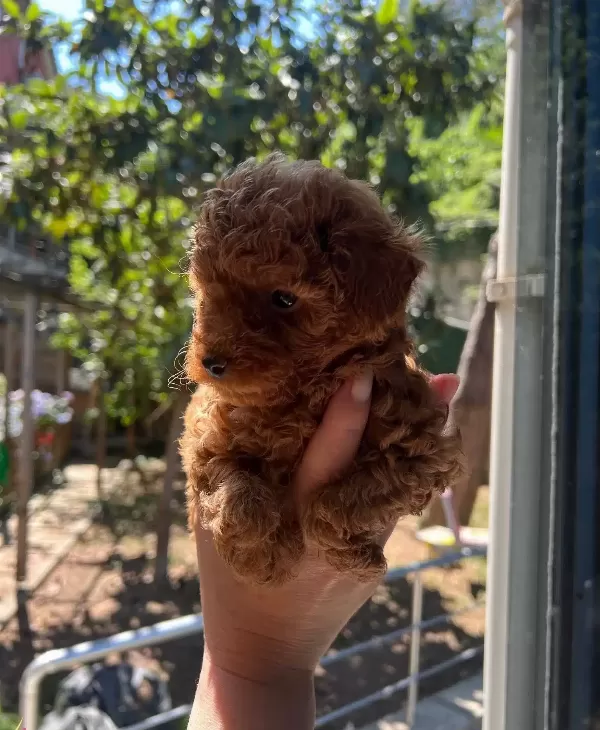 Safkan Toy Poodle Yavrular