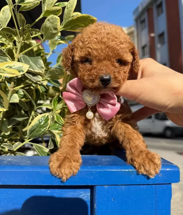 Kore Kan Toy Poodle Yavrular