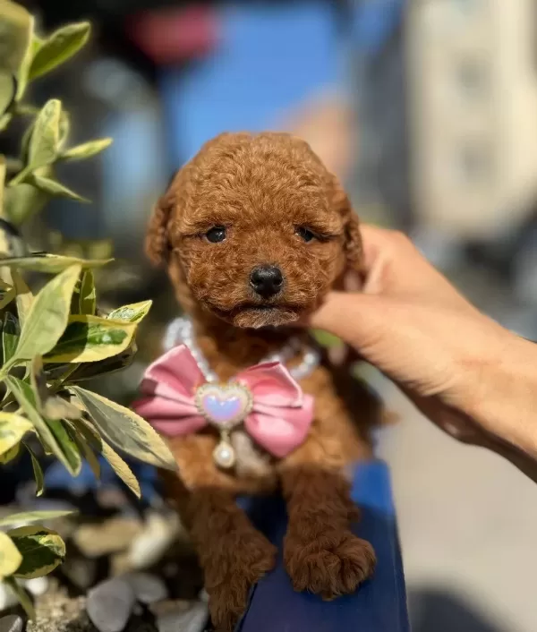Kore Kan Toy Poodle Yavrular
