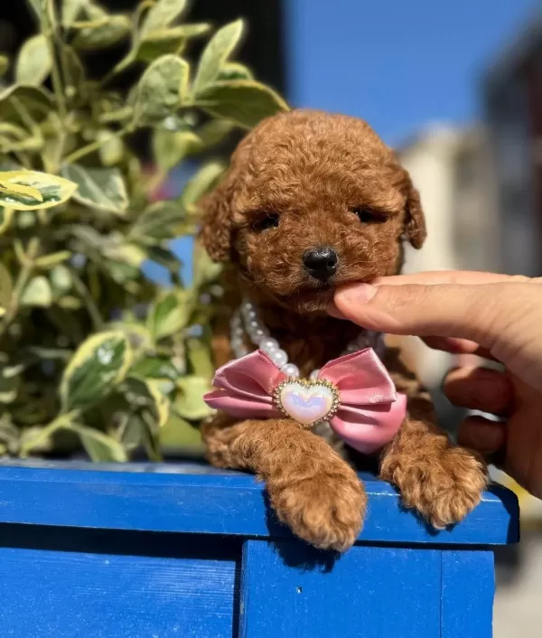 Kore Kan Toy Poodle Yavrular