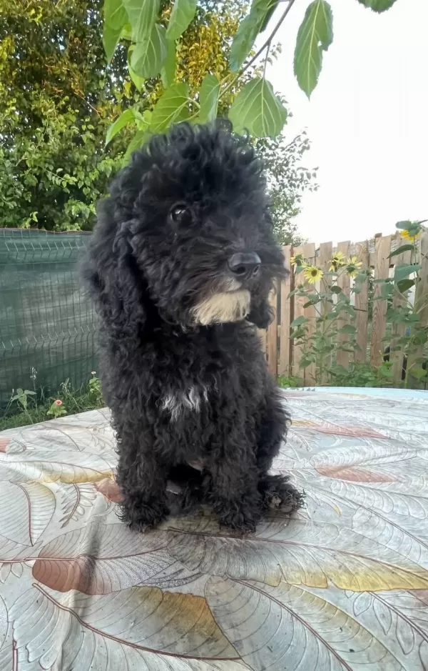 Ev Ici Bakılabilecek Tek Irktır Poodle Diyer Adıyla Kanis