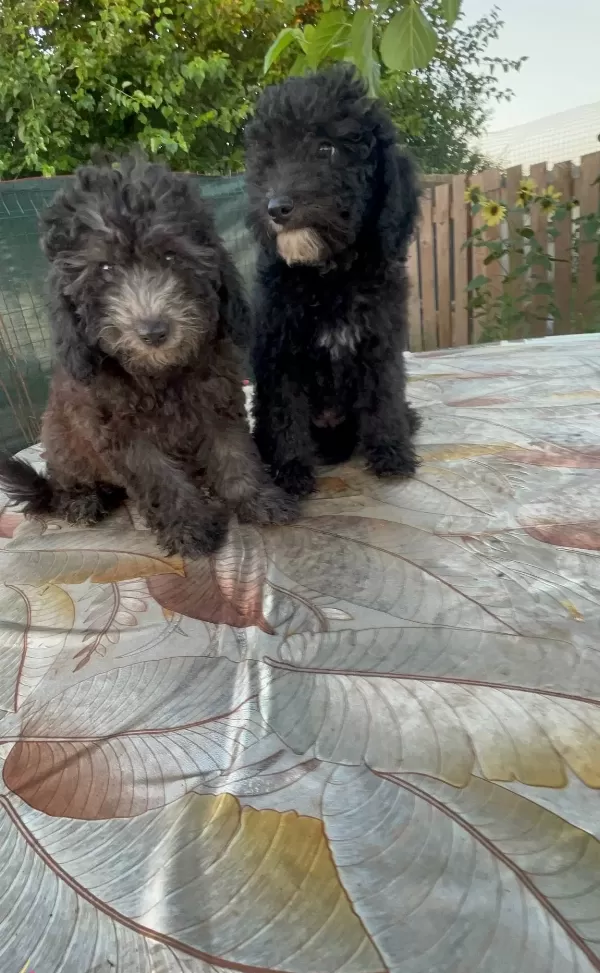 Ev Ici Bakılabilecek Tek Irktır Poodle Diyer Adıyla Kanis