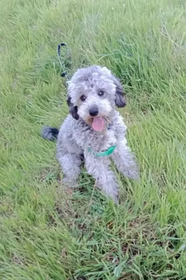 Ev Ici Bakımına En Uygun Irktır Poodle Irkı