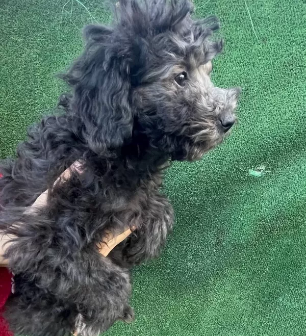 Ev Ici Bakımına En Uygun Irktır Poodle Irkı